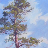 white pine